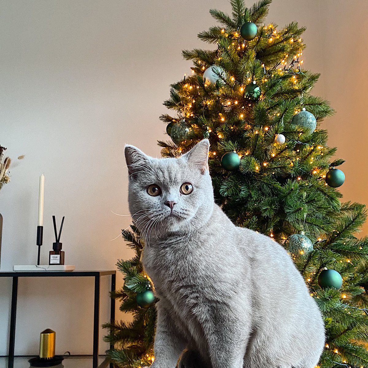 Nooit te vroeg voor de 🎄