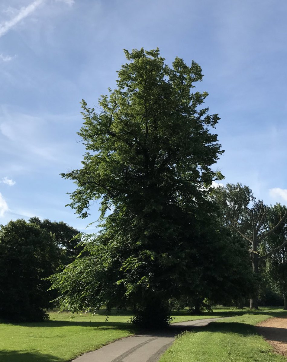 I love this Chinese proverb “The best time to plant a tree was 20 years ago. The second best time is now.” Many times we make excuses for not doing something. Start today. #WalkingThoughts
 
Walking brings air and exercise. It also lifts the spirits. Ideas form in the head.