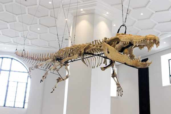 One last ceiling crocodile as of recent is the skeleton of Lolong the largest croc in 12’ measuring 20 ft long and was 50 yrs old when caught, though he died in 13’ from multiple organ failure due to stress from captivity and fungal pneumonia. National Museum of the Philippines