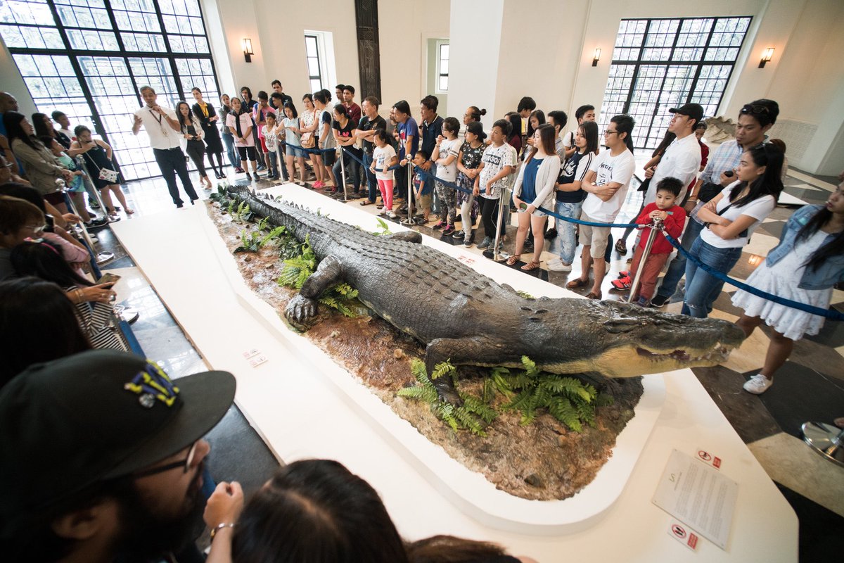 One last ceiling crocodile as of recent is the skeleton of Lolong the largest croc in 12’ measuring 20 ft long and was 50 yrs old when caught, though he died in 13’ from multiple organ failure due to stress from captivity and fungal pneumonia. National Museum of the Philippines