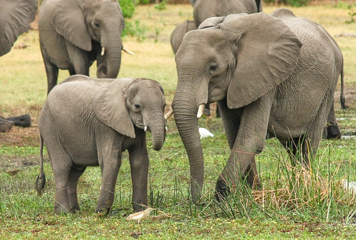 sabiastuque_'s tweet photo. Los elefantes bebés chupan su trompa tal como los bebés humanos chupan su dedo o un chupete para tranquilizarse. https://t.co/xCNsbGQjGw