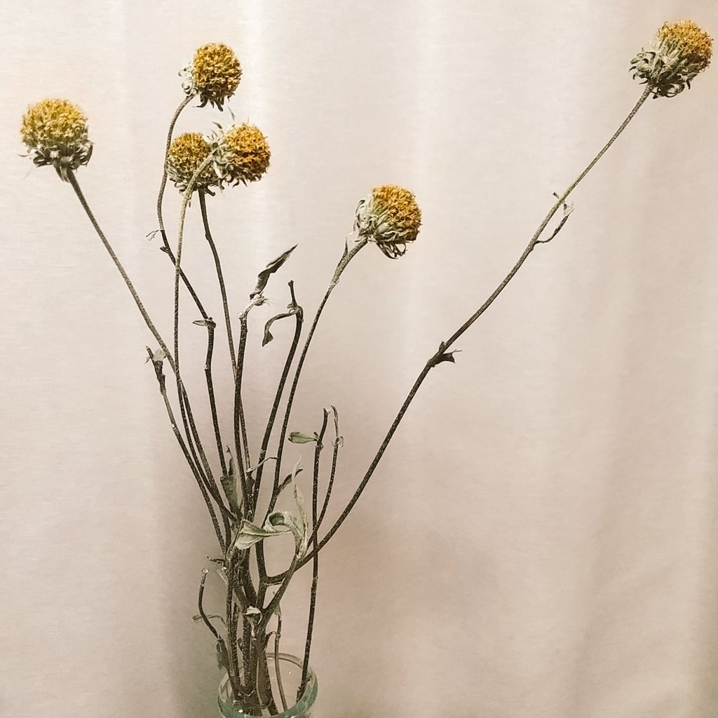 菊芋の花 Traola Twitterren