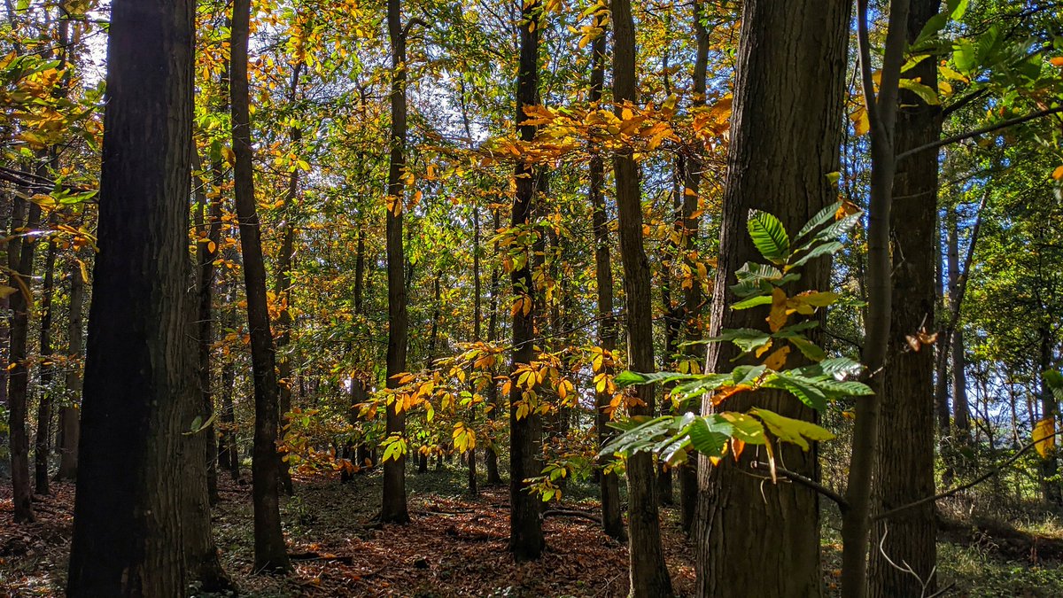 PaulWildlife's tweet photo. A beautiful time of year on the Blenheim estate 🙂 @Britnatureguide @Team4Nature @BBCSpringwatch @BlenheimPalace @NearbyWild @BlenheimEstate https://t.co/B5zxEtIC6f