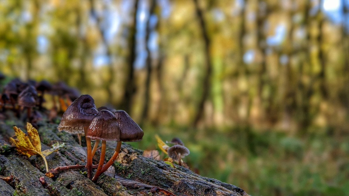 PaulWildlife's tweet photo. A beautiful time of year on the Blenheim estate 🙂 @Britnatureguide @Team4Nature @BBCSpringwatch @BlenheimPalace @NearbyWild @BlenheimEstate https://t.co/B5zxEtIC6f