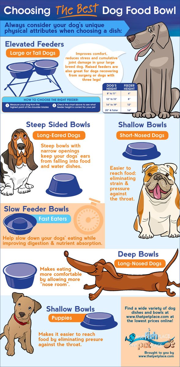 BulldogsLovers's tweet photo. #bulldog #love #luck #fan #english #dogs #bulldoglife #bulldogs https://t.co/2YAQA7ArRU