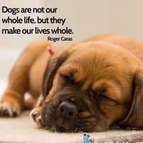 BulldogsLovers's tweet photo. #bulldog #love #luck #fan #english #dogs #bulldoglife #bulldogs https://t.co/uZoNpJaGPM