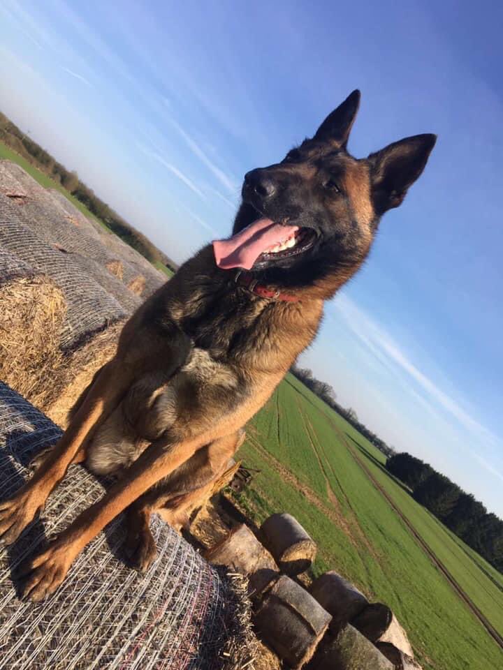 rosiedoc666's tweet photo. 😡#STOLEN😡 COPIED 
Rudi was taken from Oakington Road 7pm- 6am 25/10/20 #Cottenham #CAMBRIDGE 
Chipped&amp;neutered 
Will be SCARED lovely dog/if you see her about/dumped don’t be afraid of her! 
🌟 PLs PLEASE RT EVERYWHERE BRING RUDI HOME! 😞🌟

https://t.co/ZSrNJPm3bu https://t.co/REEybULvFu