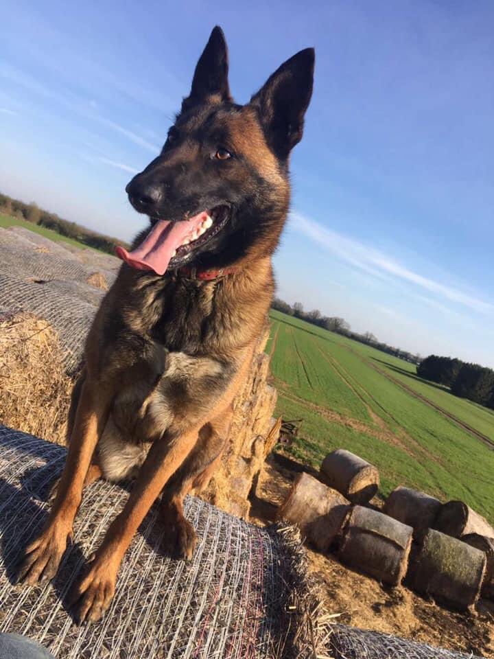 😡#STOLEN😡 COPIED 
Rudi was taken from Oakington Road 7pm- 6am 25/10/20 #Cottenham #CAMBRIDGE 
Chipped&amp;neutered 
Will be SCARED lovely dog/if you see her about/dumped don’t be afraid of her! 
🌟 PLs PLEASE RT EVERYWHERE BRING RUDI HOME! 😞🌟

facebook.com/1753020521/pos…