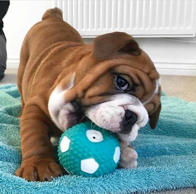 BulldogsLovers's tweet photo. #bulldog #love #luck #fan #english #dogs #bulldoglife #bulldogs https://t.co/ODUmUItzHG