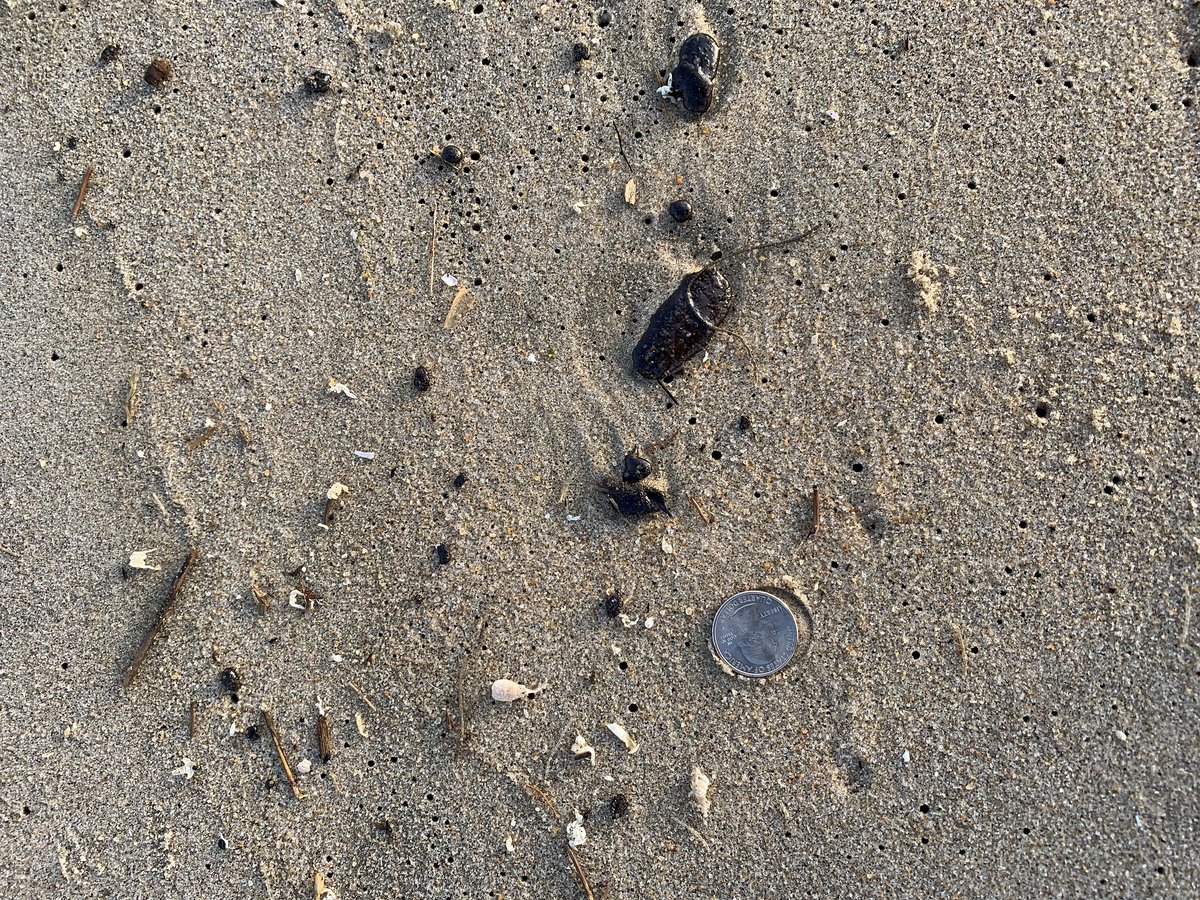 DelawareDNREC's tweet photo. As crews continue clean up oil littered along some #Delaware beaches, please look closely where you or your pets walk. Avoid black-ish oil patties or tar balls, often as small as a coin, and easy to overlook. #netDE https://t.co/EAsu71491o