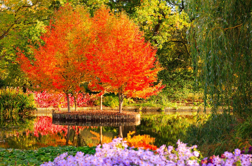 @RHSWisley this October 🍂 We hope we've inspired you to add some gorgeous autumn colour to your own gardens, patios, window boxes and balconies this week. For more autumn colour ideas, visit: rhs.org.uk/growathome?utm… 📷 @OllieDixonPhoto #AutumnGardenDays #GrowAtHome