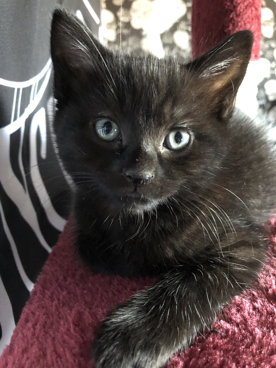 TracyXenigma's tweet photo. Meet Lila and Raven my daughters two kittens 🐱🐱❤️🐾🐾 https://t.co/YHRYlPrhLV