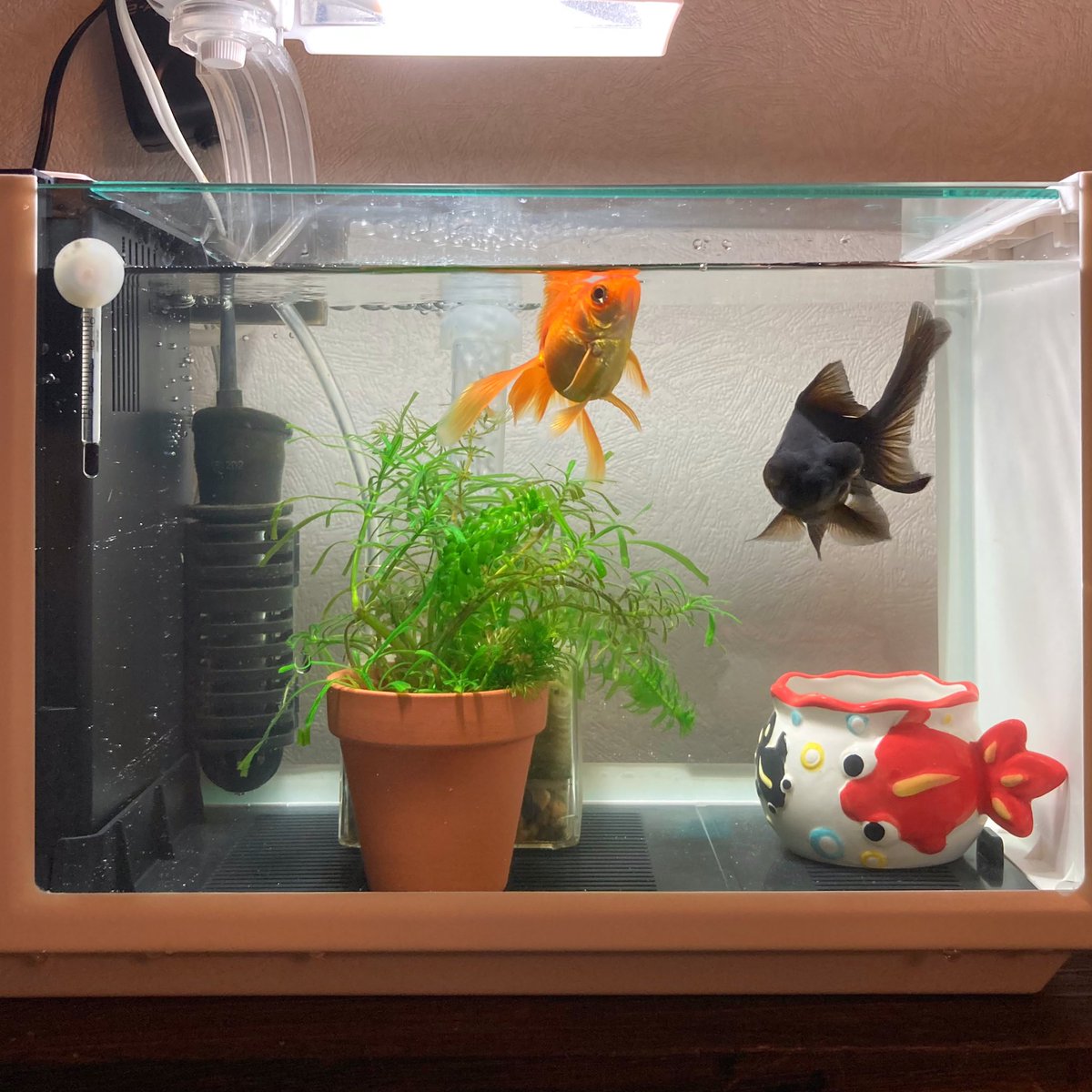 Cancelo コトブキ工芸 No Twitter