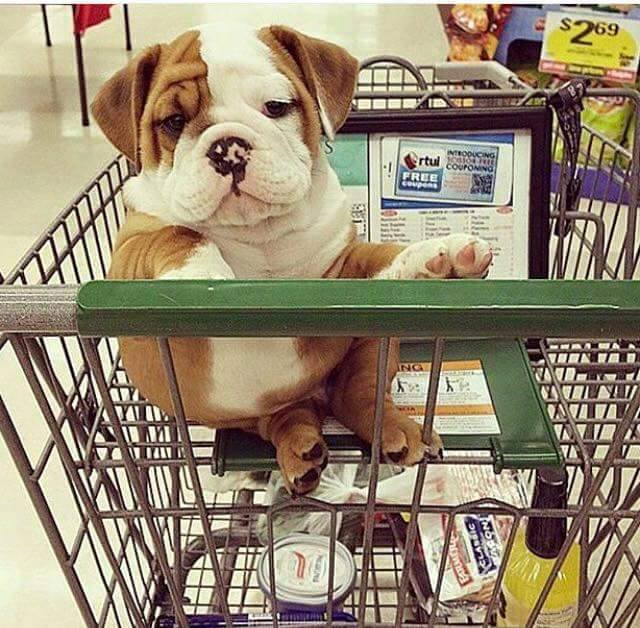 BulldogsLovers's tweet photo. #dog #bulldog #love #luck #fan #english #dogs #bulldoglife #bulldogs https://t.co/iUaLXzsgIE