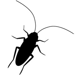 ハクビシン駆除