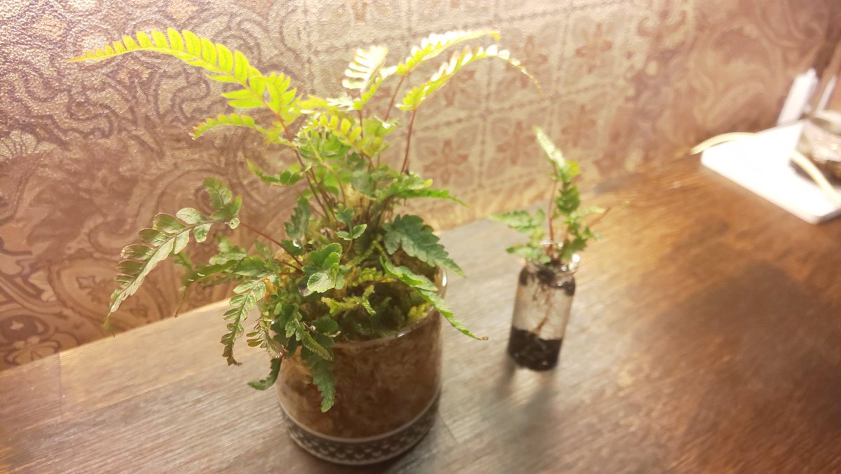 𝓜𝓪𝓸 プテリス トリカラー 植え替えましたー 高さや大きさの違う葉でボリューム感がありますね シダ カフェ 風 観葉植物
