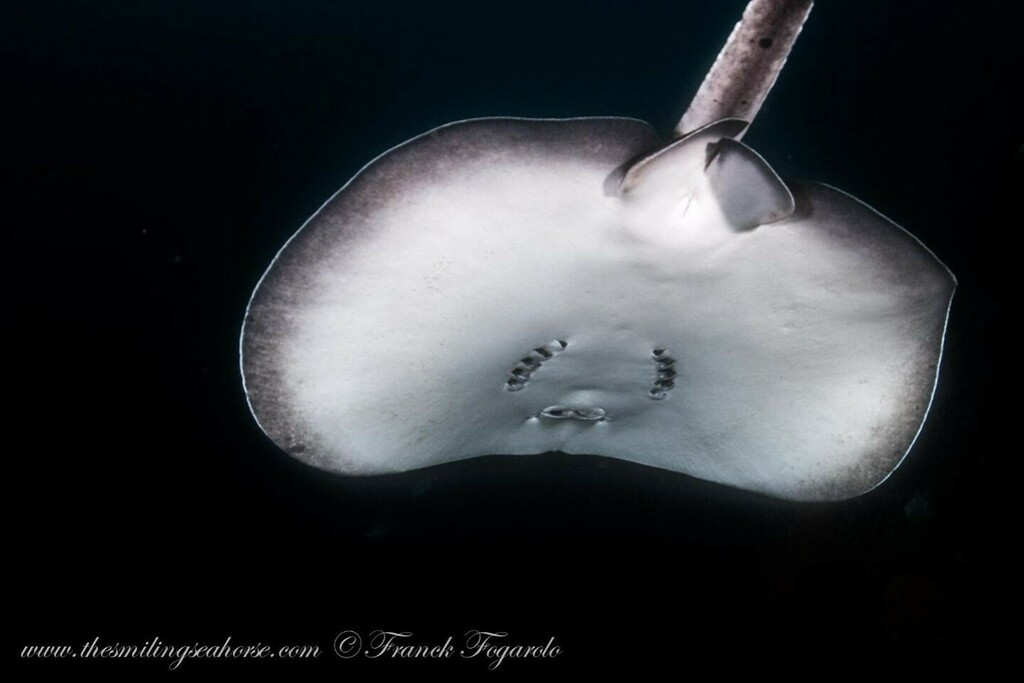 SmilingSeahorse's tweet photo. How cool was it to have that huge sting ray flying over me 🤩
.
.
.
#stingray #greatdivingtimes
#DivingMyanmar #ILoveDiving with the @smilingseahorse #MerguiArchipelago #underwaterphotography #scubadiving #sealife #divingboard #lonelyplanet #… https://t.co/kQhFudqiZO https://t.co/os3HGXzSzP