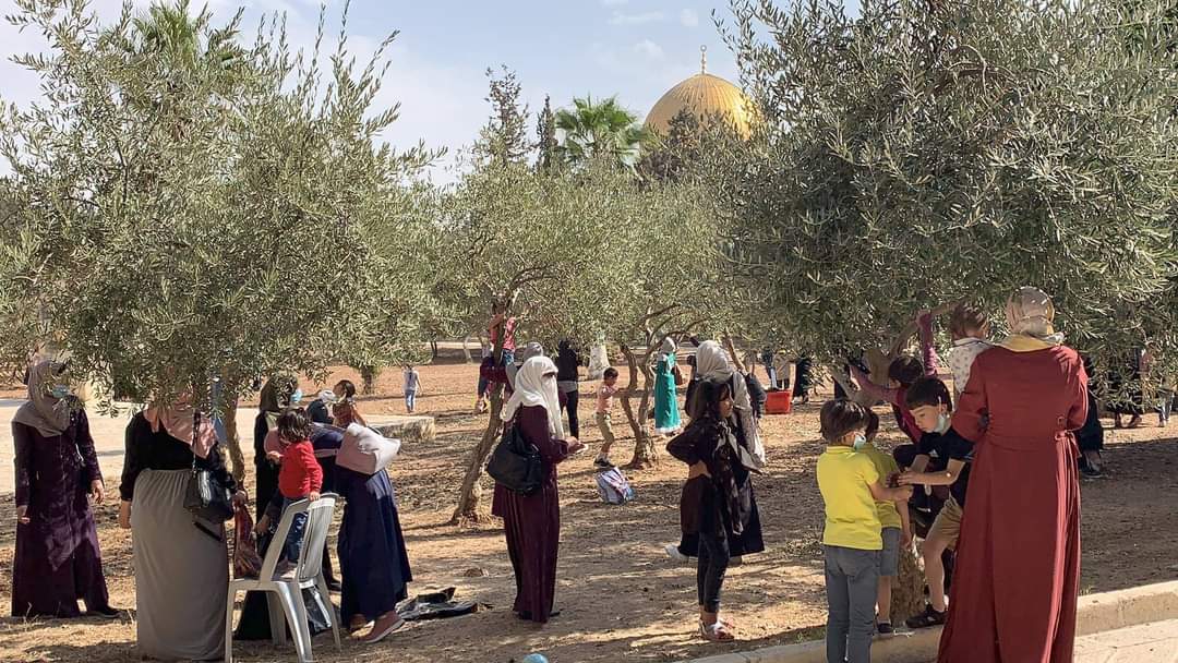 ymedad's tweet photo. Moslems are privileged and entitled.
They can pray at the Temple Mount, demonstrate, play soccer and...harvest olives.
Jews cannot.
#IslamicSupremacism
#IslamicPrivilege https://t.co/euePGfPajA