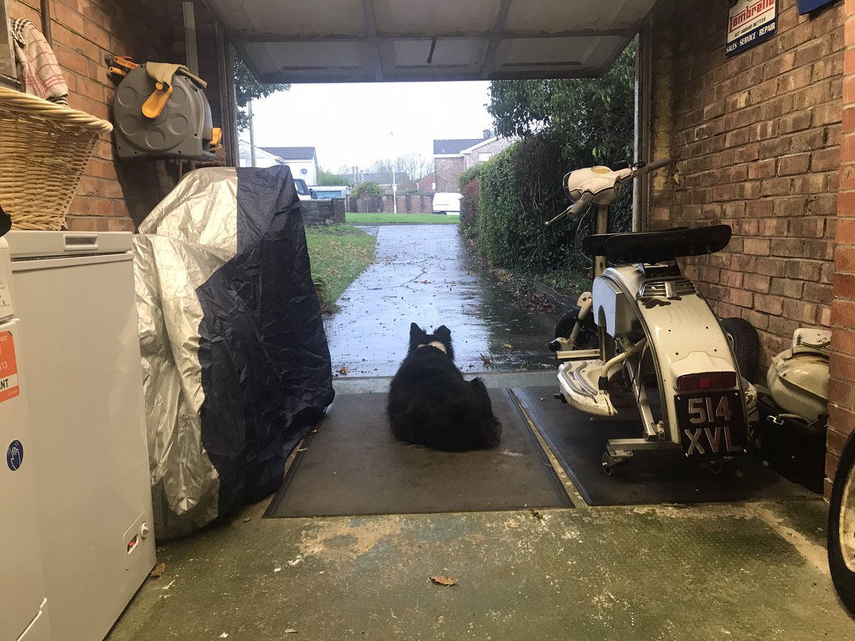 Ruby_thedog's tweet image. Watching the rain bouncing off the drive while Dad tinkers with his #Lambretta! #WetWales