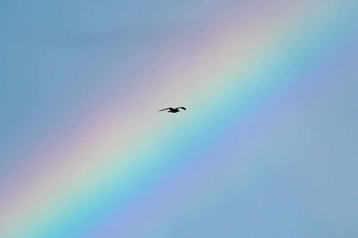 Right place, right time. #bird flying through a #rainbow #thanks #birds #birbs #birdphotography #birdwatching https://t.co/NSStvVXrTh