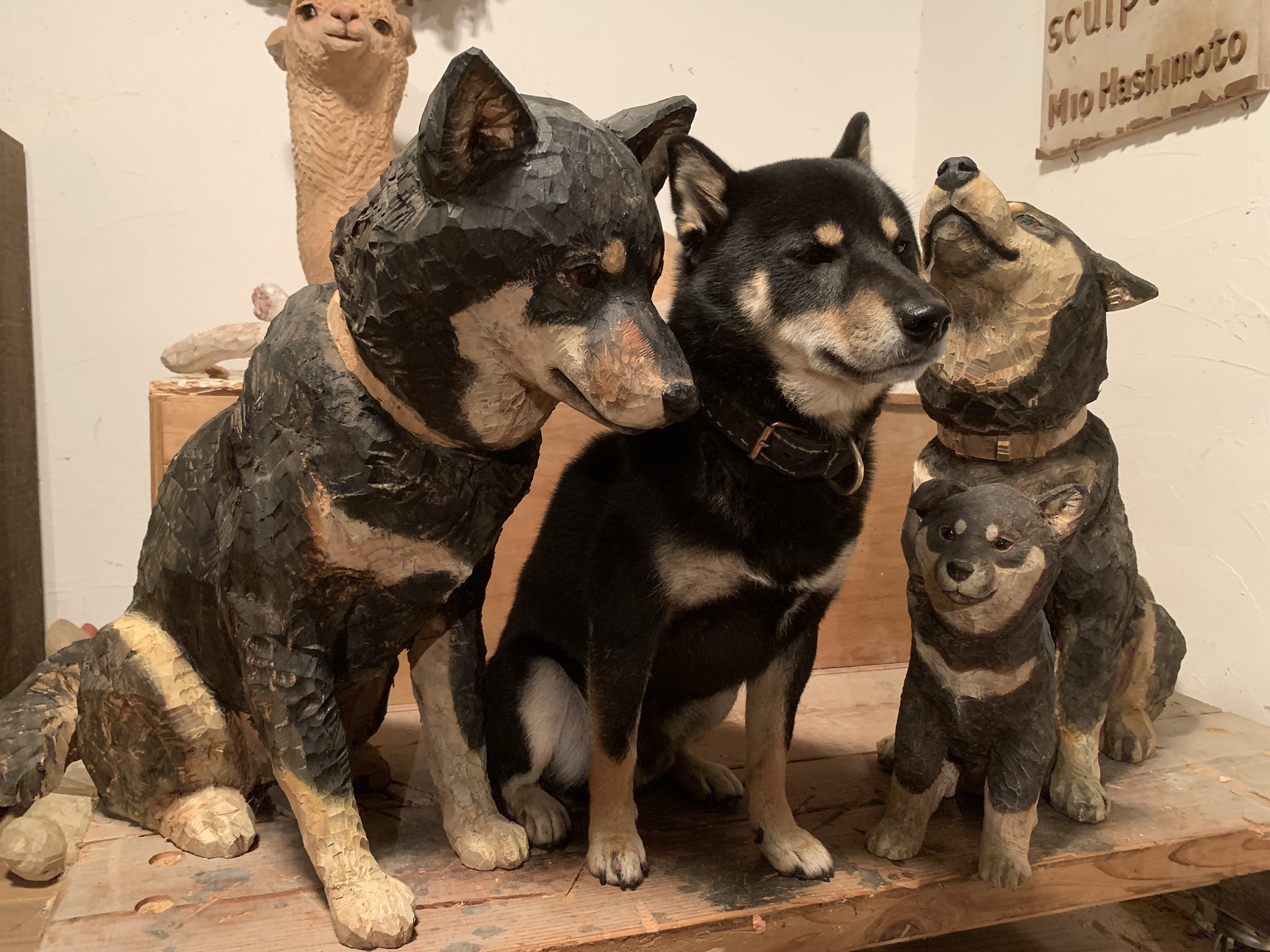 一瞬どこかわからなかった 愛犬がずっと動かない理由にほっこり 年10月28日 Biglobeニュース