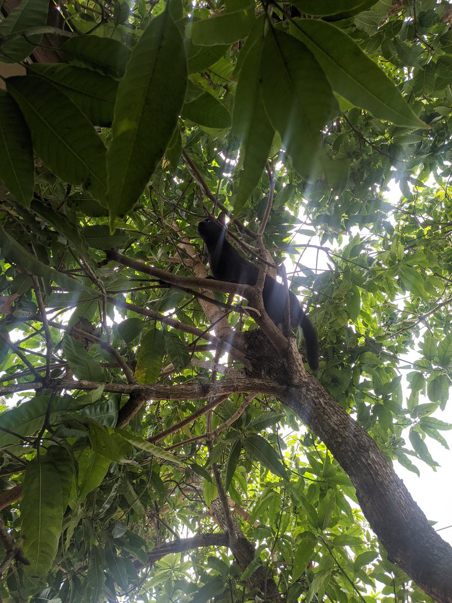 eshz_kavi's tweet photo. ගස් බළලා 😂🐈

#cathunting #perciancat #පූසා #Trending https://t.co/LVf6ncjkzZ