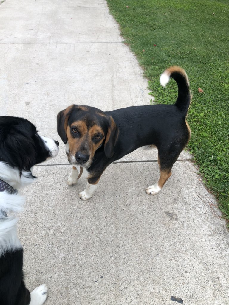 virubiom's tweet photo. #perrobeagle encontrado en los Pellines con Blanca Estela Concón, tiene collar pero sin plaquita, se nota de casa, jugó un rato con mi perro y después arrancó. Sigue en el mismo sector pero no se volvió a acercar. @sitiodelsuceso @alertaconcon @DeConCon https://t.co/Fg4G0bMCt5
