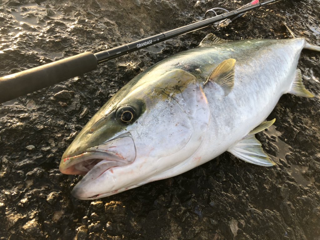 Duckdivef230 Twitter Search