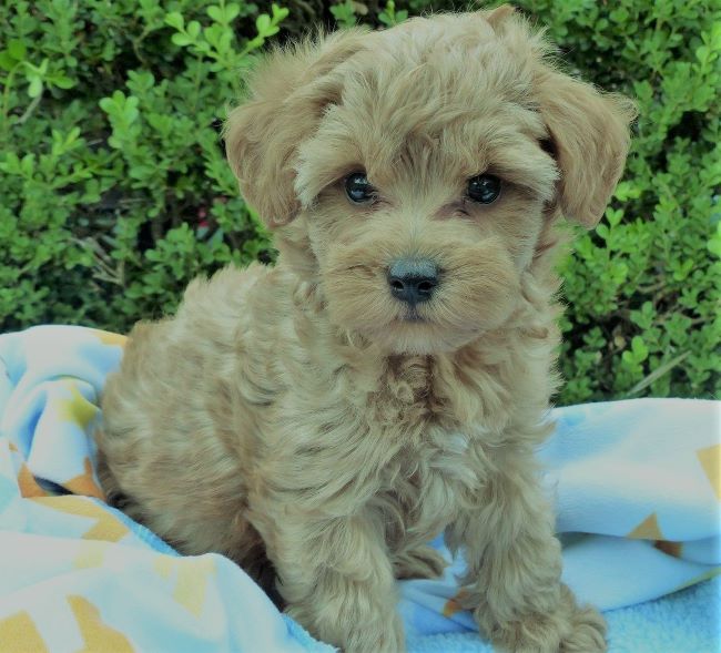 The result of what is considered the perfect Schnoodle is a specific kind of fur, rather than size or disposition.