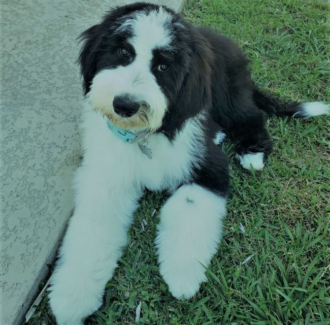 He is a slightly less common mix. A Sheepadoodle combines the work-driven Sheepdog with a high focus Poodle. A stout, thick-furred dog, the Sheepdog was originally bred for herding and protecting sheep, as the name implies.