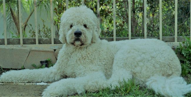#6. Saint BerdoodlePARENTS: Saint Bernard x PoodleMixing a Saint Bernard and Poodle results in a loveable mix known as a Saint Berdoodle. With the loyalty of Saint Bernard and the intelligence of the Poodle, the Saint Berdoodle is a fantastic mix with tons of pluses.