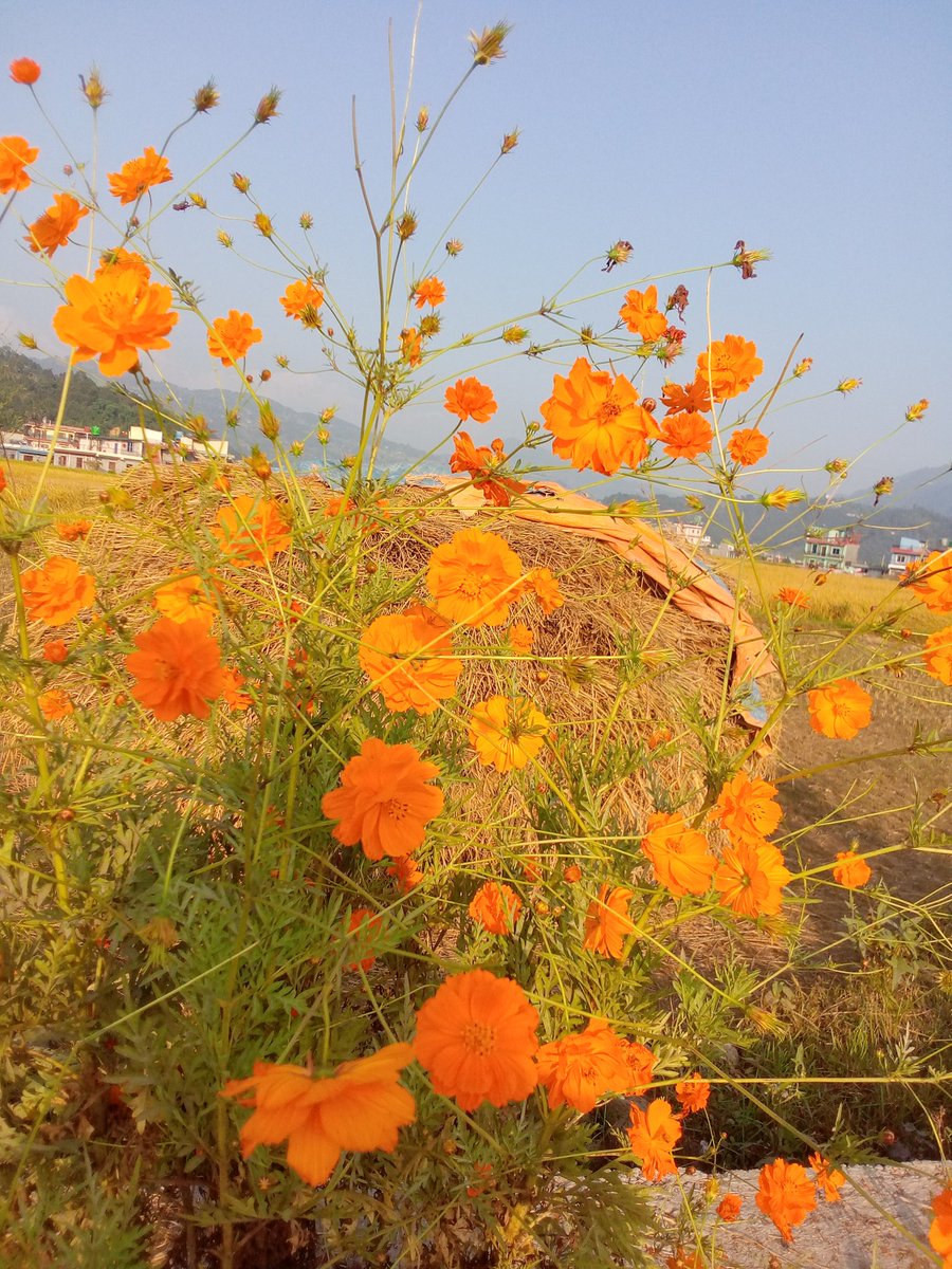 फूलको मौसम जो छ