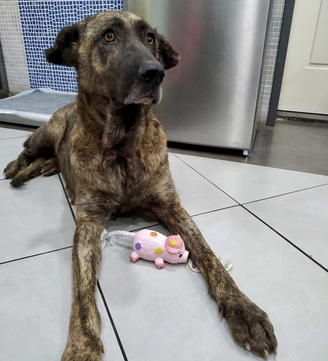 StamatinaSs's tweet image. Ζει δύο χρόνια σε κλουβί κτηνιατρείου γιατί κανείς δεν θέλει να την υιοθετήσει. Είναι αγγελούδι σε χαρακτήρα, 8 ετών και μεγαλόσωμη με πανέμορφα θλιμμένα μάτια. Υγιέστατη, στειρωμένη, τσιπαρισμένη και εμβολιασμένη.
Για να χαμογελάει κάθε μέρα ΥΙΟΘΕΤΗΣΤΕ την. Αλλιώς κάντε retweet.