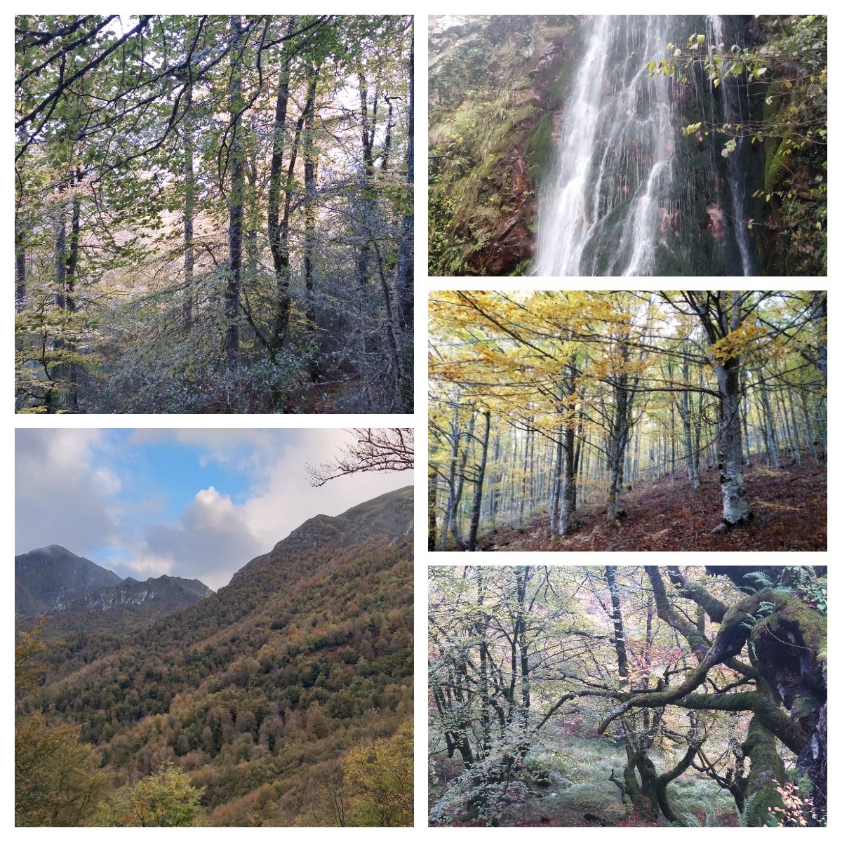 JesusSerafinP's tweet photo. 18 km. a través de uno de los mayores y mejor conservados hayedos de la P.Ibérica, #Peloño, por el #Camindelosarrieros,pasando por collado #Granceno, el pueblo de #Viboli, la impresionante #FozdelosAndamios, hasta el desfiladero del #Sella.#ParqueNaturaldePonga.#Asturias.#España https://t.co/9HaAtSIiKZ