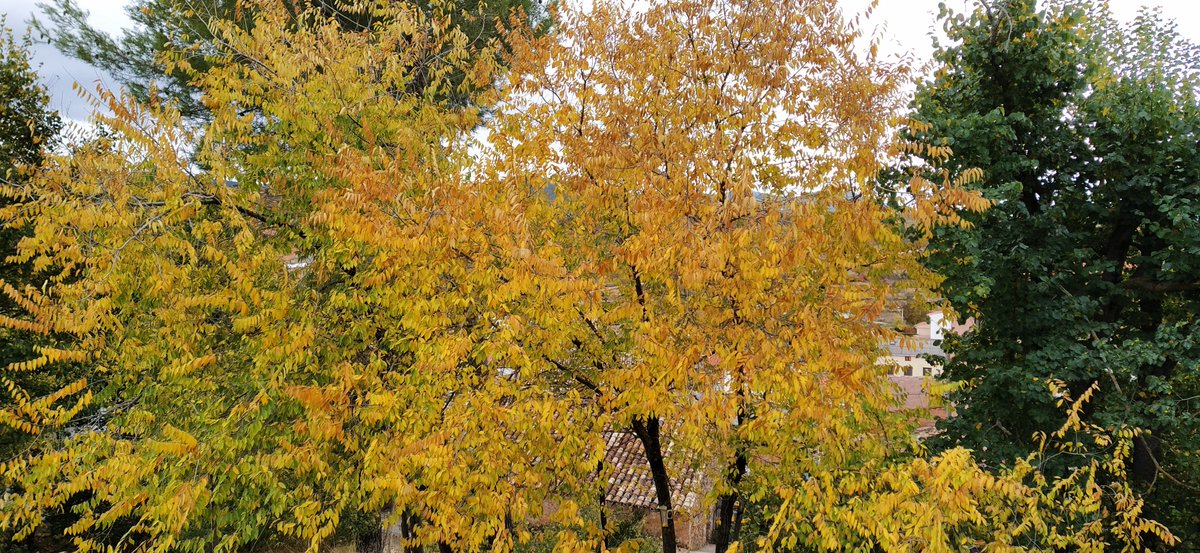 🍂OTOÑO 🍁 en la provincia de #Cuenca 
Estas vistas desde tarroverde.es 
#bio #otoño #rural #despoblacion #castillalamancha