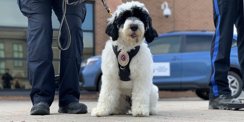 VOCMNEWS's tweet photo. RNC Support Dog Stella Recognized During House of Assembly

https://t.co/jHibQzJMsC https://t.co/60QvSC3cMN