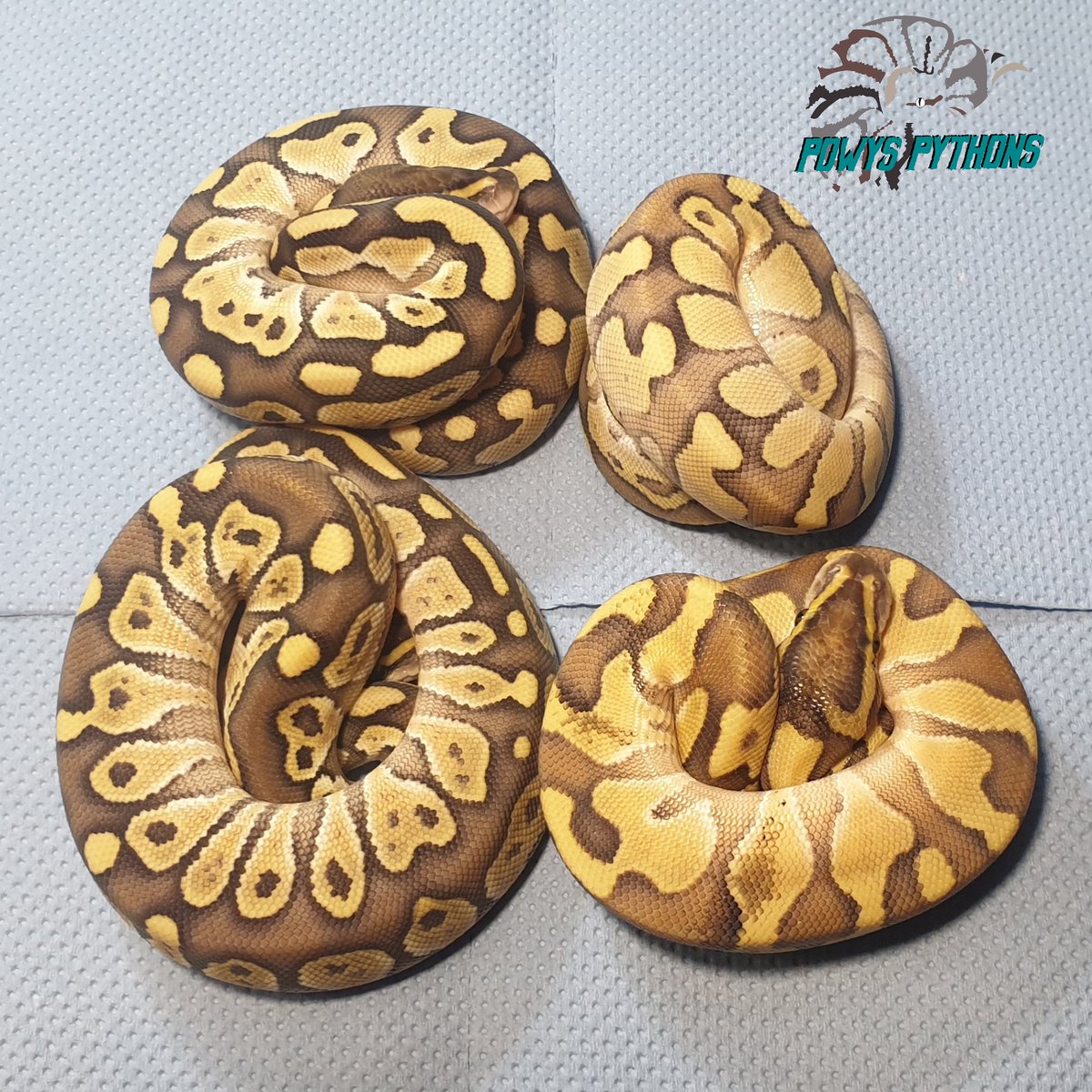 Powys_Pythons's tweet image. Just a quick snap of the latest four now they've all had their first shed 😍
#royalpython #royalpythonmorphs #royalpythonbreeder #royalpythonbreederuk #royalpythonbreedersuk #ballpython #ballpythonmorph #ballpythonbreeder #ballpythonmorphs #ballpythonbreederuk #pythonregius
