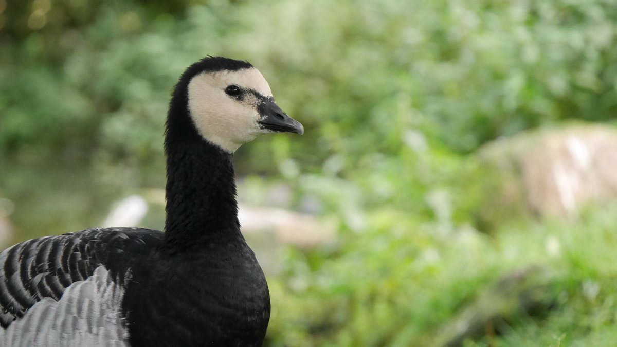 Zoo_Notes's tweet photo. After ugly bird Saturday I feel like we deserve cute bird Sunday! #cutebird #ukzoos #zoos #barnaclegoose https://t.co/l4CtlwqdOO