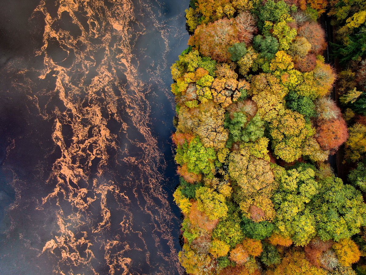 SilvaScienta tweet media