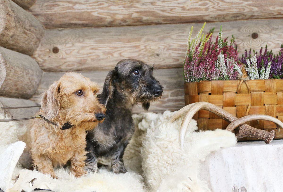 HelgaHeide's tweet photo. My beautiful boys in a photoshoot yesterday. Photo by Alina Sillanpää #dachshund #wirehaireddachshund https://t.co/R2MUD9LpPD