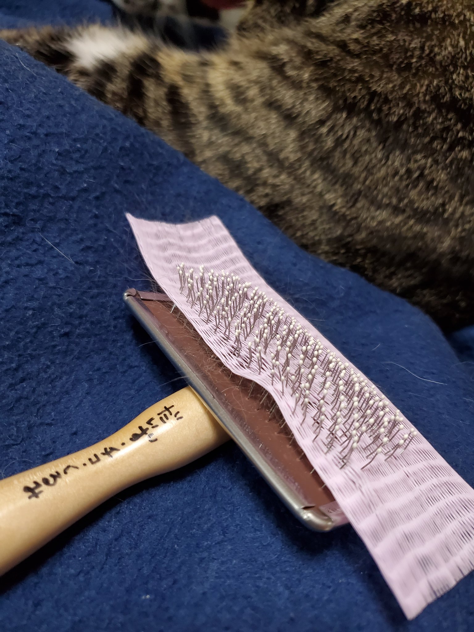 朗報 100均アイテムで猫のブラッシング処理が 一撃 になった 笑うメディア クレイジー