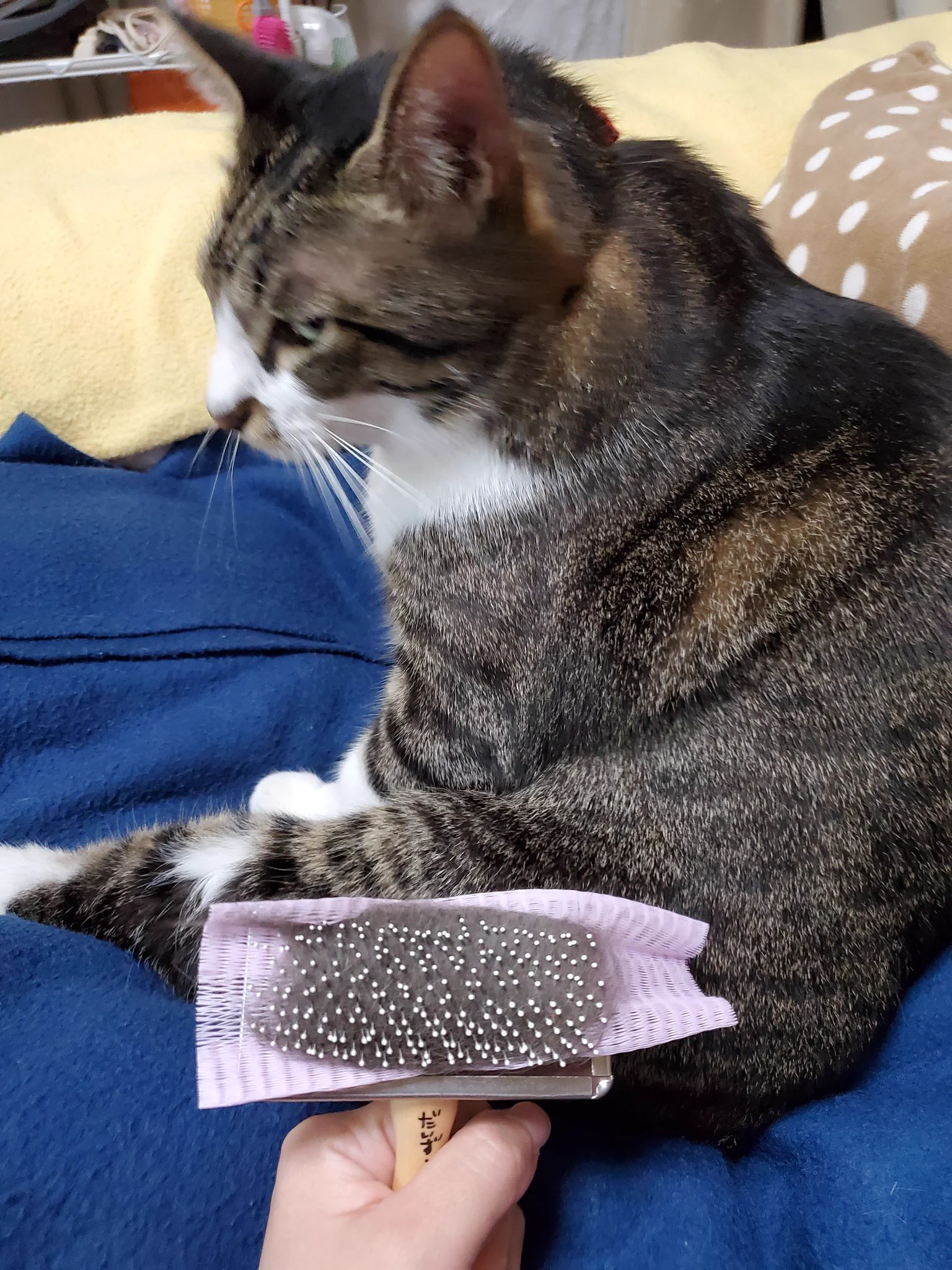 猫を飼っている人、必見！ダイソーのグッズを使ったら、ブラッシングが超ラクに！