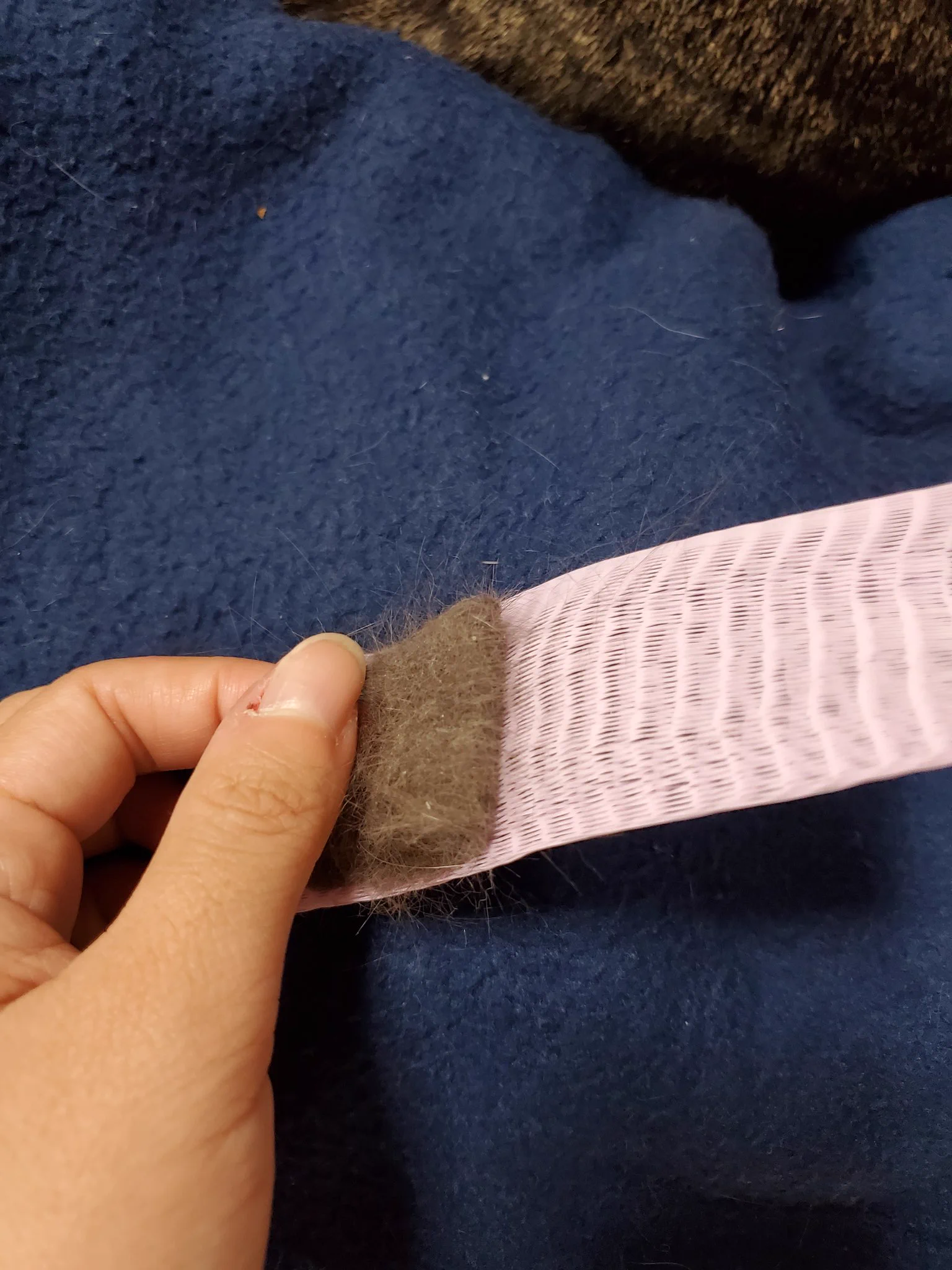 猫を飼っている人、必見！ダイソーのグッズを使ったら、ブラッシングが超ラクに！