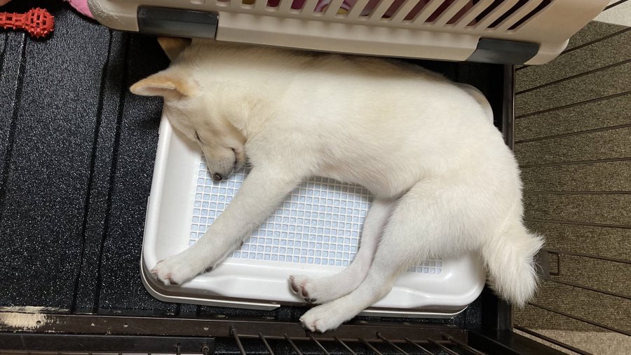 可愛いけど本当にやめて 柴犬がトイレで寝る理由と対処法を解説 Maccoの柴犬 Funブログ