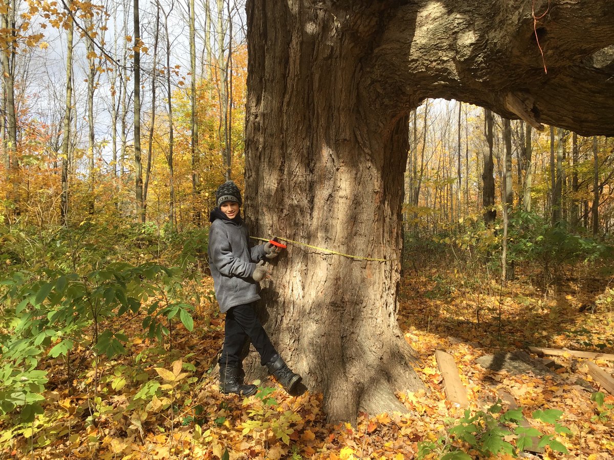 #MonsterTreesWRDSB
Mathew At NLW P.S found this Monster tree in Baden.
Maple tree with a Circumference of 13ft 2”