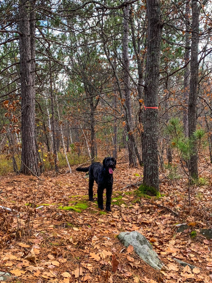 _justinam's tweet photo. How to get through a long day of virtual meetings? Hit the trails with @sarah_mcisaac + company 🐾 #MedWellness https://t.co/c7DAcdRZaw