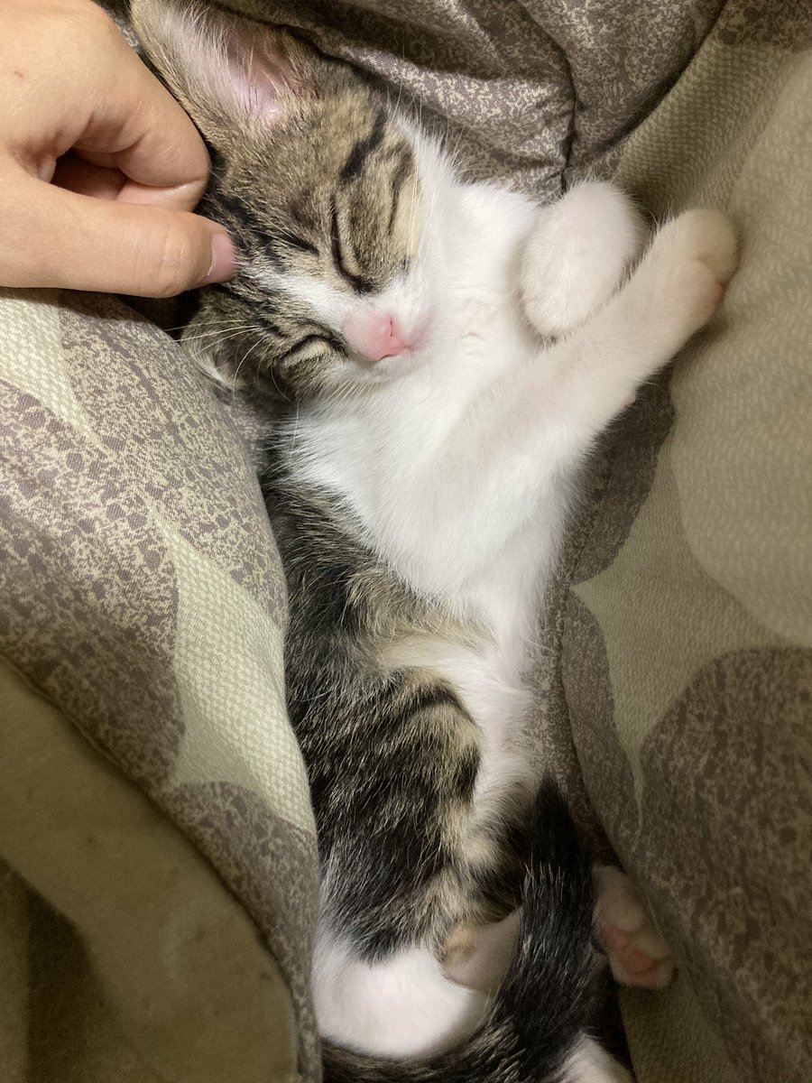 りょなけっとの戦利品を綺麗に並べて写真を撮ろうとした時の乱入猫と大人しい時の猫 