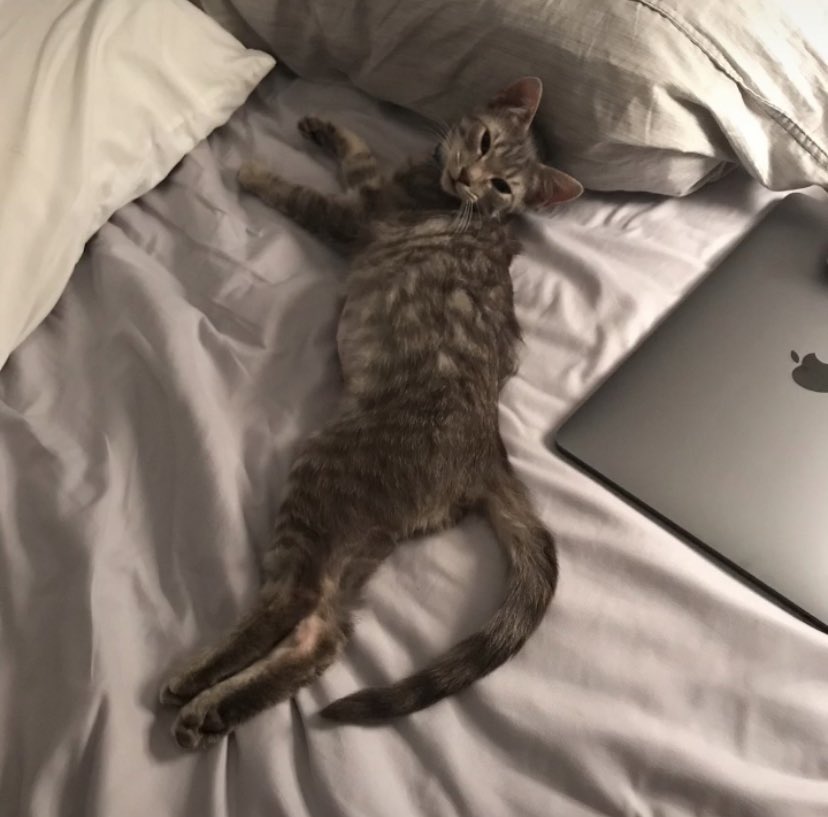 wildcatfiona's tweet photo. How it started vs how it’s going #ThenAndNow https://t.co/mSPab4OJVW
