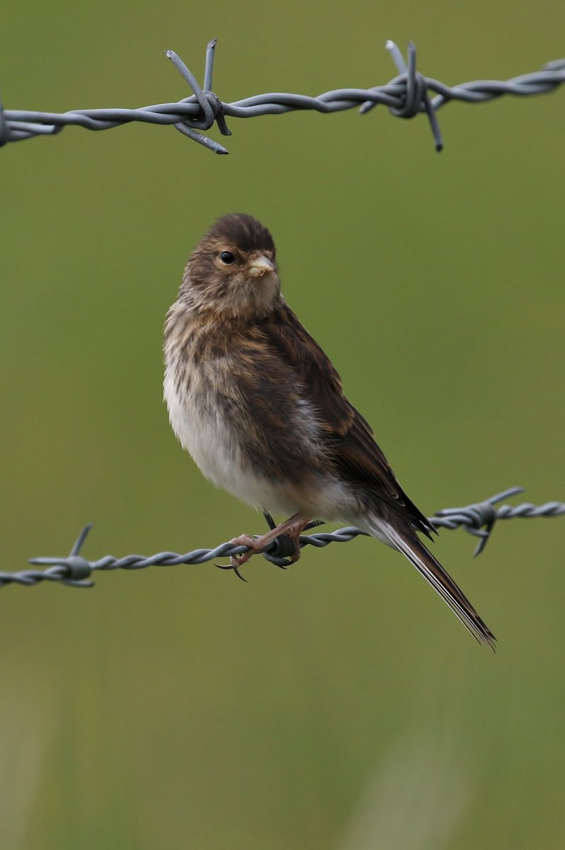 Interestingly, (and contrary to the above) C/M R/C may have foraged or even nested (with P/M C/B) further away in 2019, returning only sporadically, and often with fresh faced fledglings, to the feeding stations.