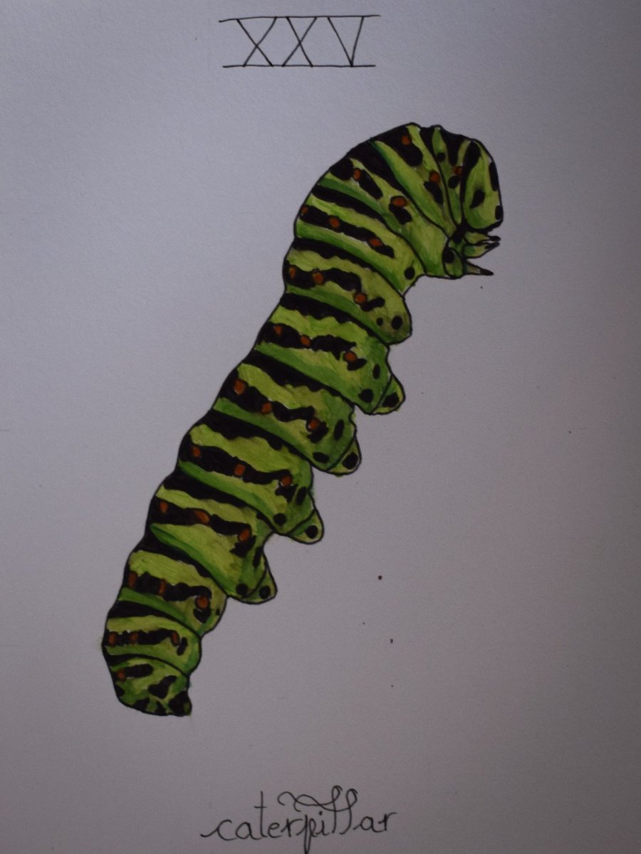 pelophylax's tweet photo. #insectober day 25: chenille https://t.co/YXyTl7b75e